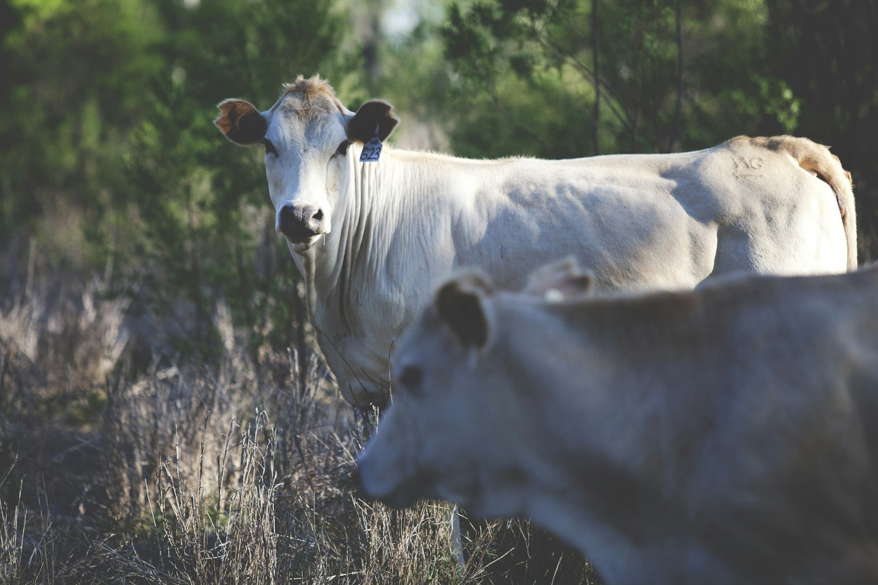 Cattle grazing in an open green field