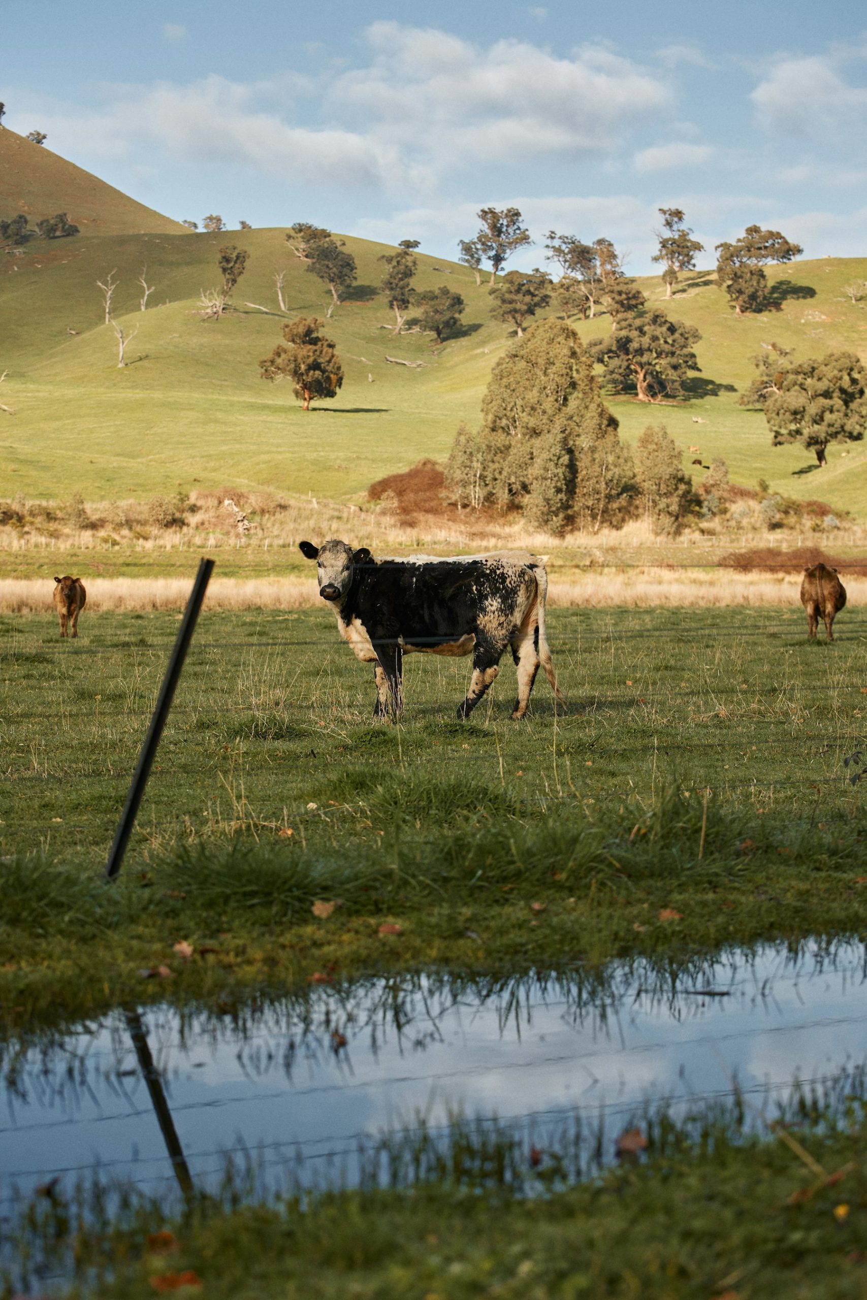 Cattle standing beside a lake in open country