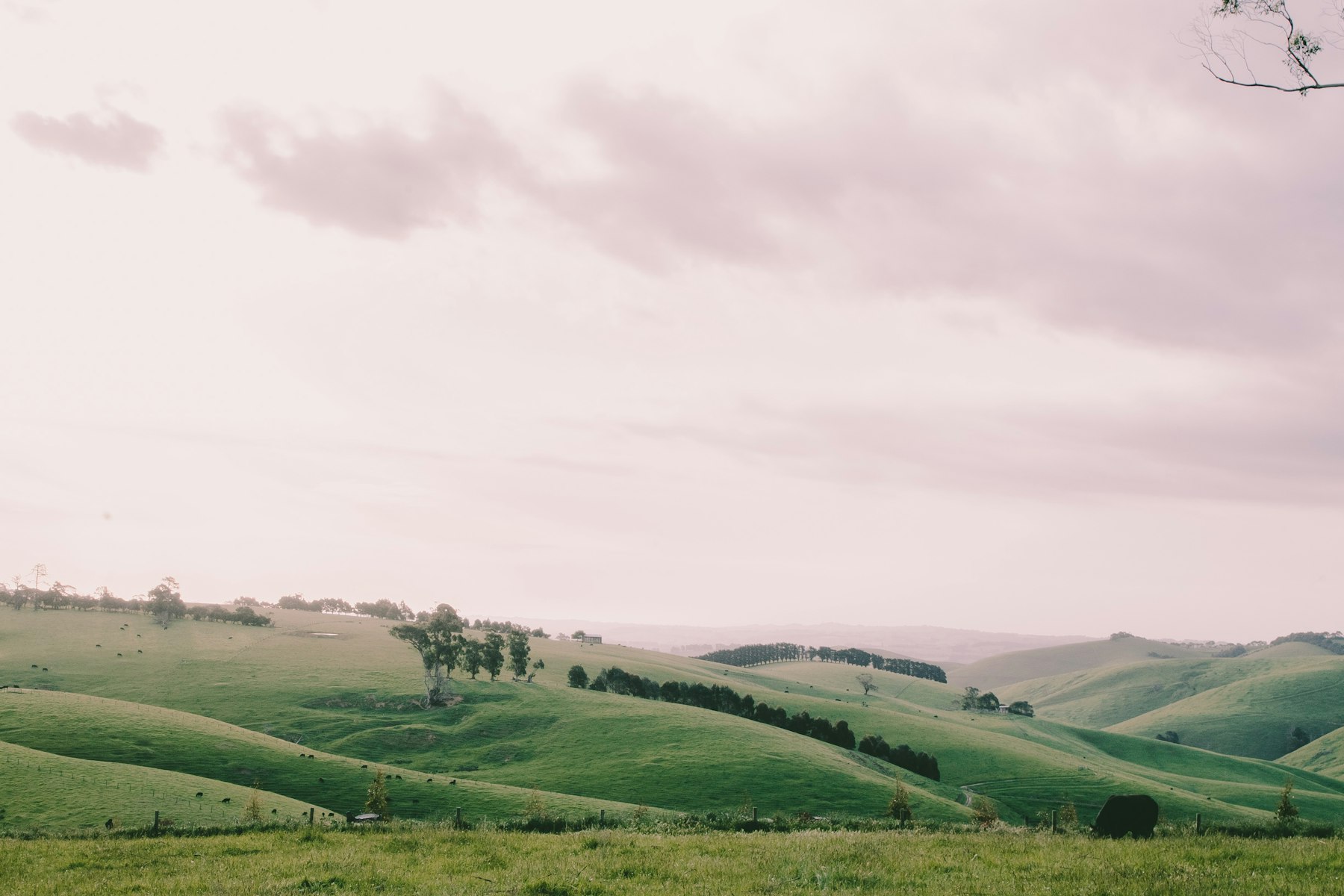 Rolling green hills under a wide sky